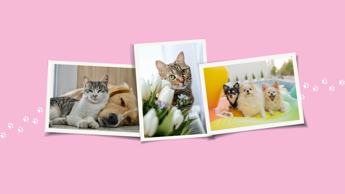 Újra itt a GLAMOUR Mancsparty!