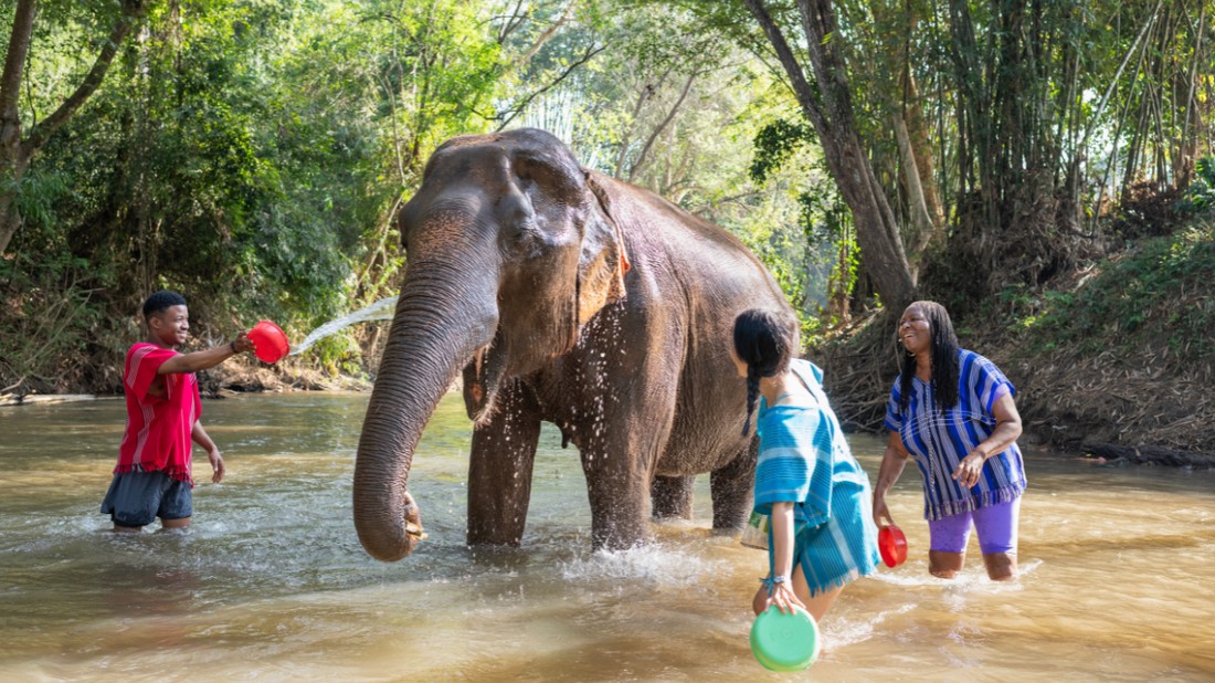 Egy valóban etikus menhelyen nincs lovaglás, fürdetés, fotózkodás, össze-vissza etetés, érintés és felügyelet nélküli lézengés az elefántok területén