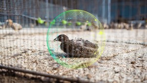 Az, hogy egy állat vagy növény nem mutatja valamely betegség tüneteit, még nem jelenti, hogy jól is érzi magát