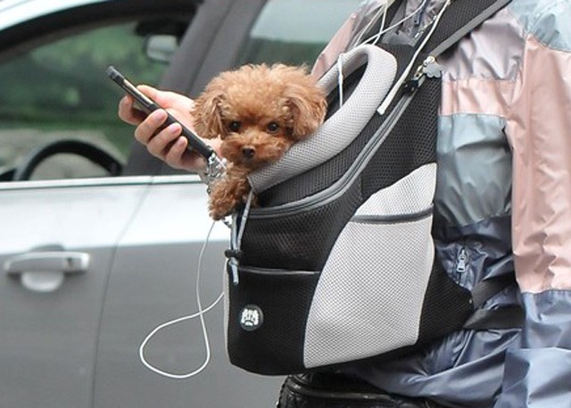 Katy Perry kutyája, Nugget