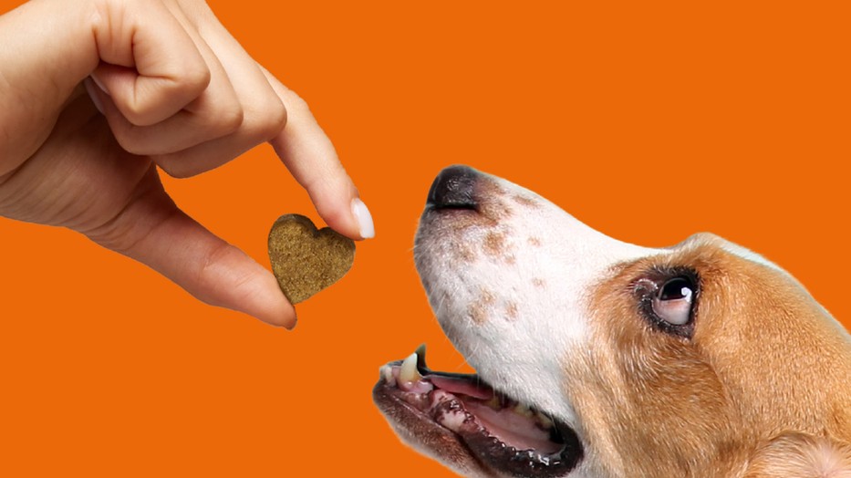 Ha te szedsz vitamint, a kutyádnak is adnod kell! A Dr. Dog vitamin a kedvencetek lesz!