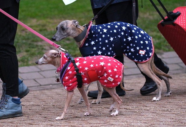 Ha azt gondoltad, kutya divat nem létezik, tévedtél