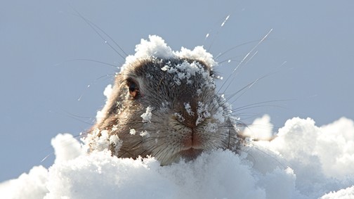 7+1 GIF, ami tökéletesen kifejezi mit érzünk, ha leesik a hó