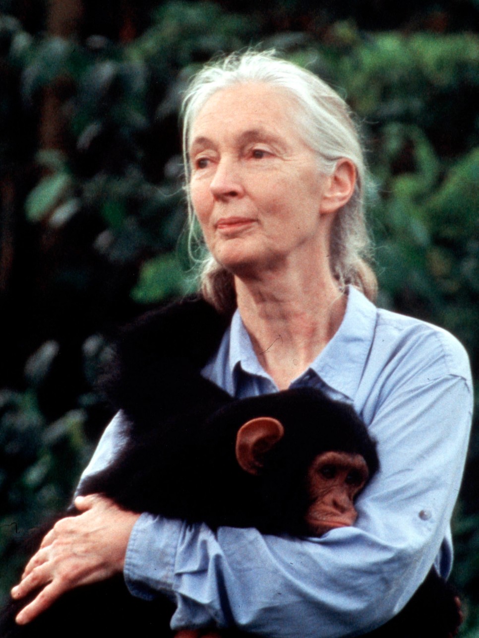 Jane Goodall azzal bosszantotta a tudósokat, hogy elnevezte a csimpánzokat az addig megszokott számozás helyett