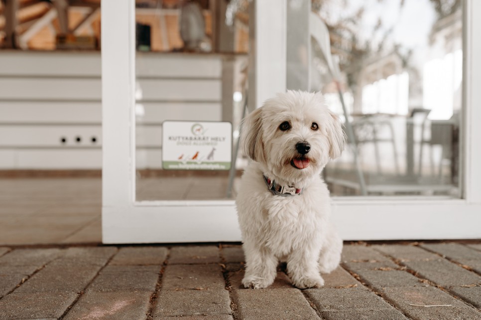 A kutyabarát hozzáállás népszerűbbé tehet egy éttermet, kávézót, és ez a hozzáállás egyre népszerűbb