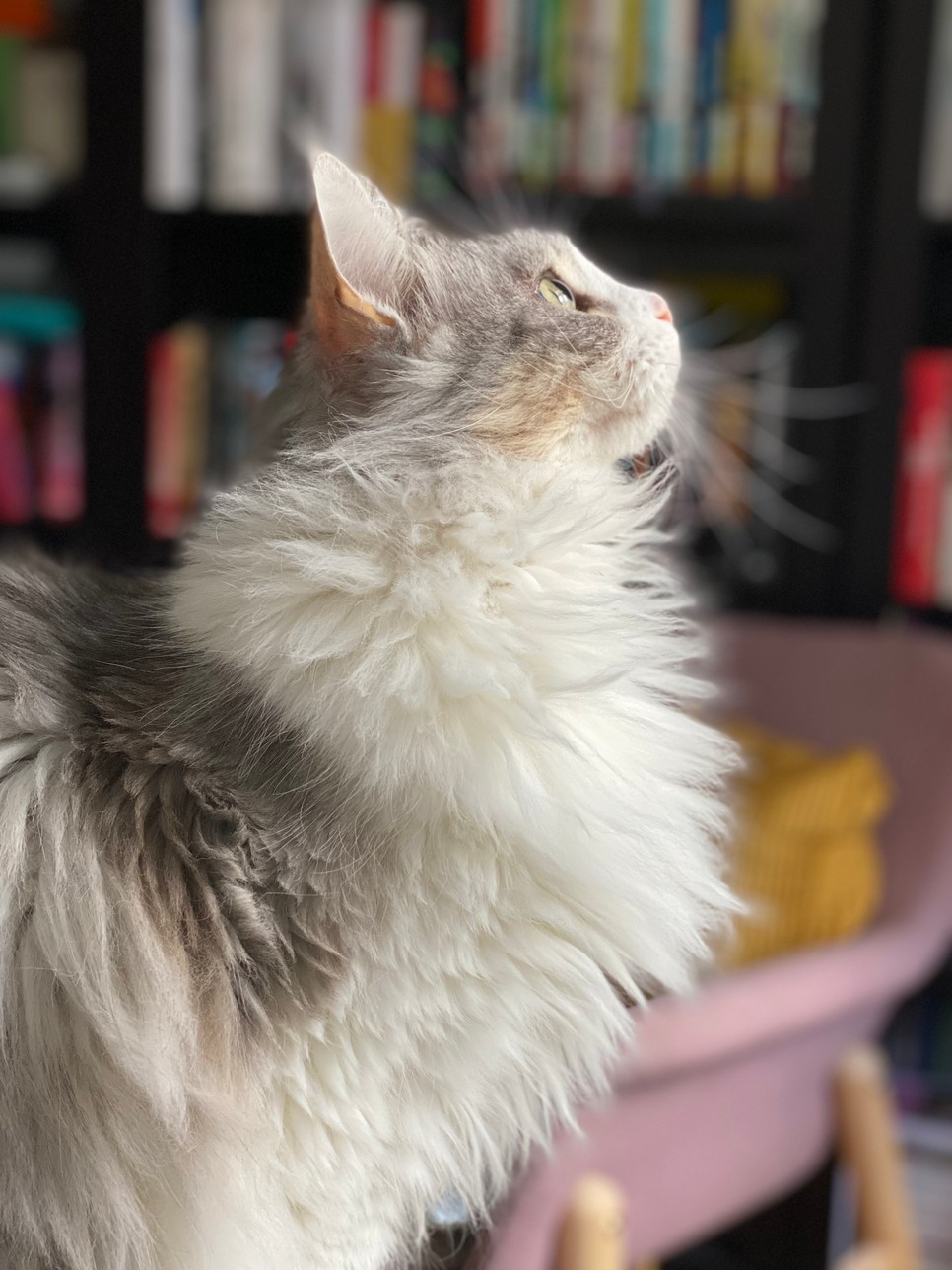 Hosszú és boldog élet a cicádnak? Megtaláltuk a tökéletes macskaeledelt!