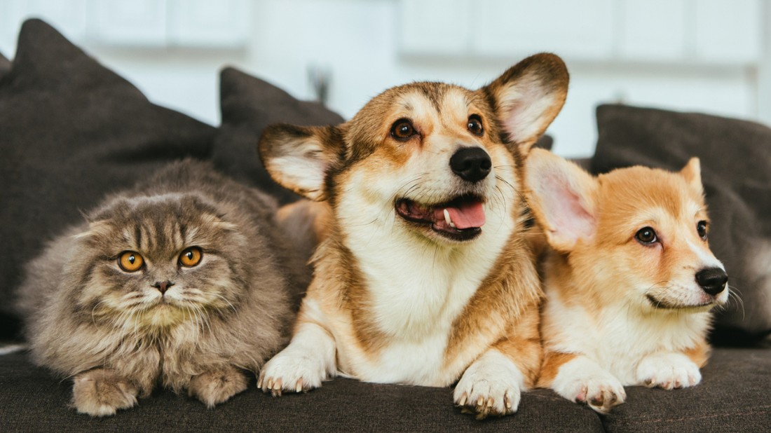 Hiába számítanak családtagnak, nagyon nehéz albérletet találni a házikedvenceinkkel akár a fővárosban, akár vidéken - Ingatlanos szakemberekkel beszélgettünk a lehetőségekről