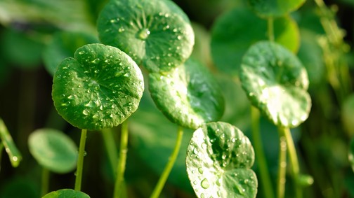 Ez a gyógynövény segít, hogy tovább élj