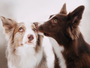 Egy állatorvos 7 jó tanácsa, amit fogadj meg, és évekkel tovább élhet a kutya