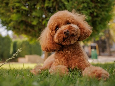 Kvíz: Csak szereted vagy ismered is a kutyákat? 9 kérdés és kiderül