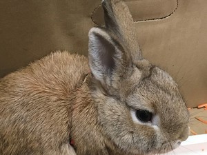 Bombának nézték ezt a pici nyuszit a reptéren!