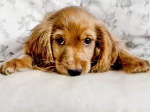 Magyarországon is egyre jobban terjed a fertőzés, ami emberre és kutyára is veszélyes lehet