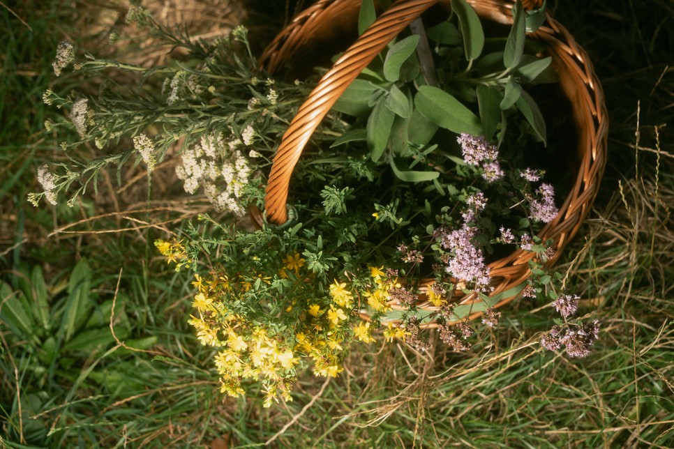 A gyógynövények tudatos termesztése az organikus borászat egyik fontos alapvetése