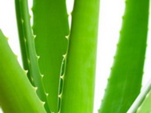 Aloe Vera gél, kapszula és étrend-kiegészítő formában is