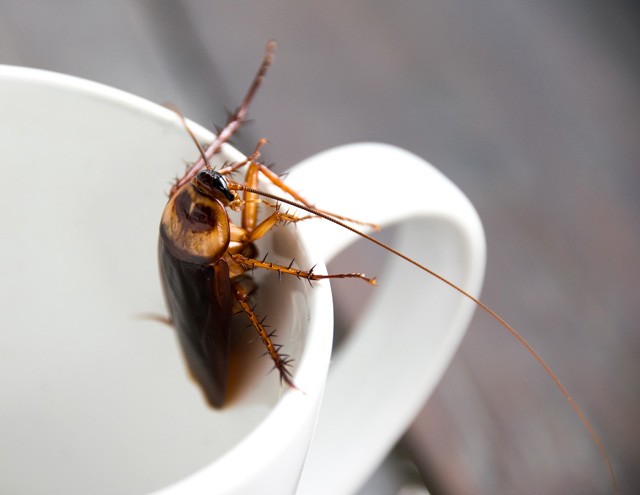 Az új überundi őrület: csótánytej