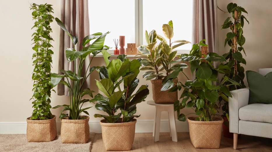 Vannak tárgyak, amiket azonnal tegyél ki az otthonodból, ha el akarod kerülni a balszerencse áradását