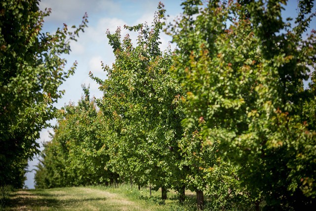 Szupertitkos recept az Anyukám Mondta étteremből: Rákóczi túrós