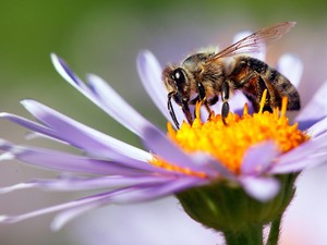 5 mód, amivel megmentheted a méheket, és ezzel az emberiséget is