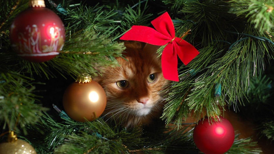 18 macskabiztos karácsonyfa ötlet, amivel túljárhatsz a négylábú eszén!