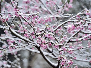 A klímaváltozás miatt hamarabb lesznek a tavaszi fagyok, ami a mezőgazdaságra komoly veszélyt jelent