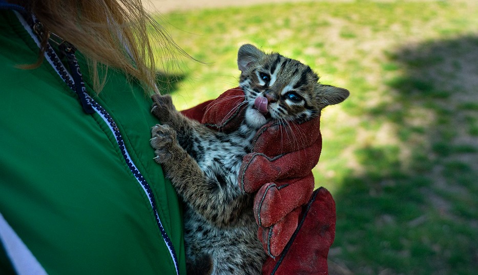 Örömhír, ami feldobja a napodat: Leopárdmacska született a Debreceni Állatkertben
