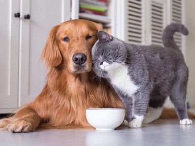 A négylábú kedvencek is nagyon hálásak lesznek a GLAMOUR-napok Reloaded kedvezményekért