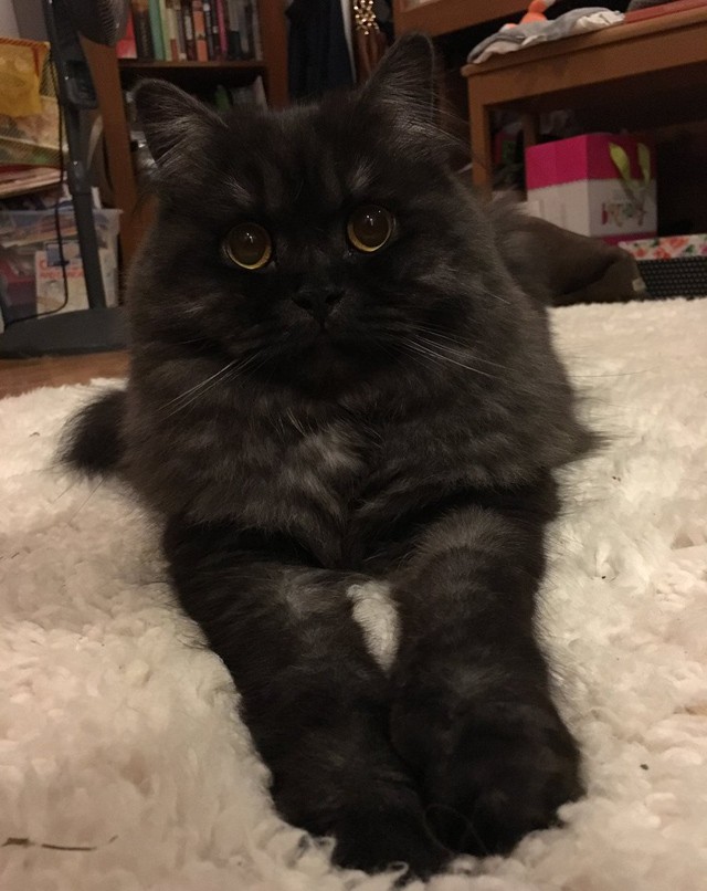 Soha nem láttál még így megnyírva egy macskát sem