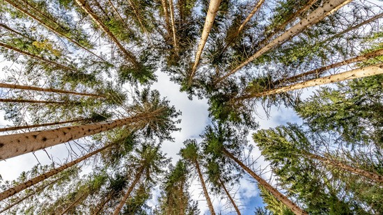 Eltűnhetnek az erdők, mire a gyerekeink felnőnek – és észre sem vesszük