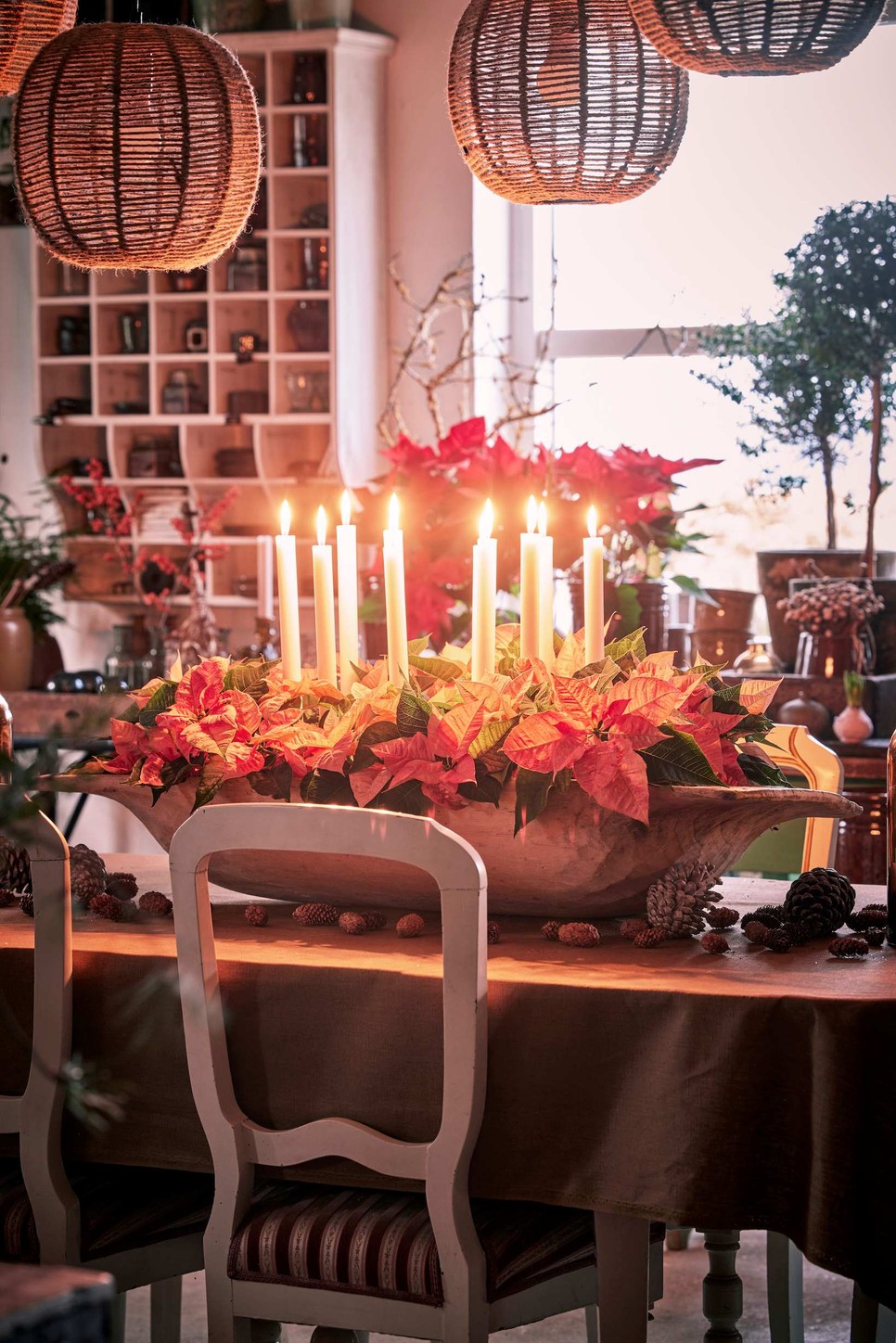 Tálba ültetett adventi mikulásvirág-csokor