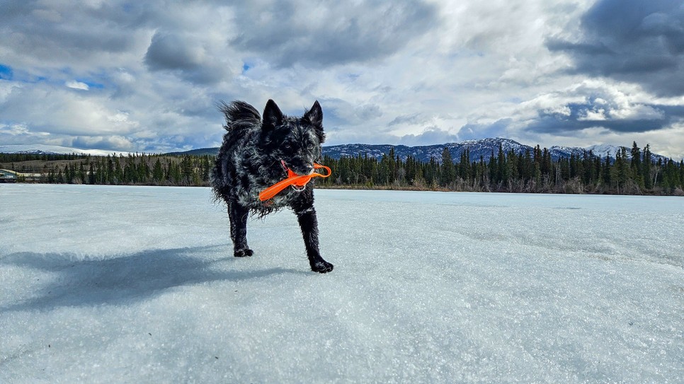 Lendvai Reni számára a kutyája a biztos pont a mindennapok kihívásai közepette