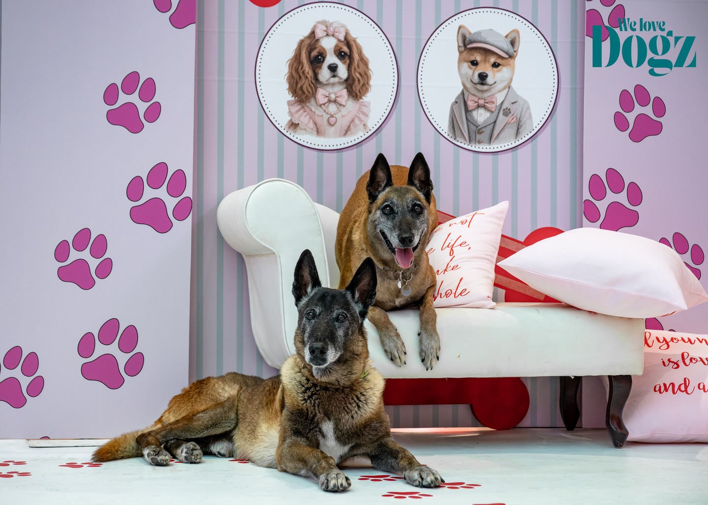 A négylábú kedvencek magabiztosan vették birtokba a GLAMOUR &WE LOVE DOGZ Mancsparty helyszínét