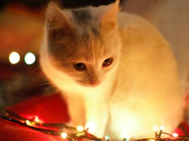 A csalók is készülnek a karácsonyra, segítünk, hogyan védekezhetsz ellenük!