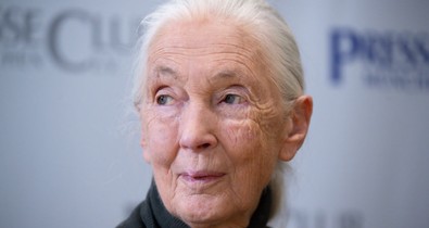 91 éves korában elhunyt Jane Goodall világhírű etológus