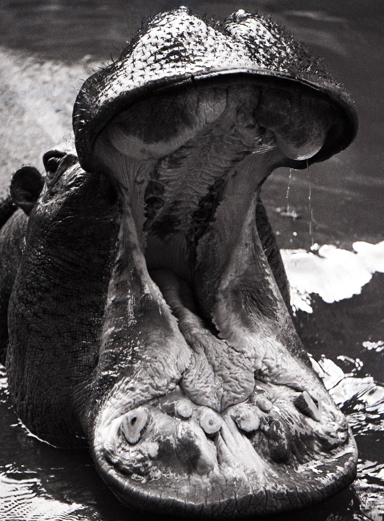 Ylla: Víziló,1936 (Kurátor: Pryor Dodge)