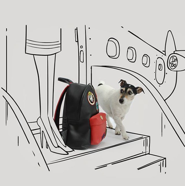 Íme Audrey Versace, az év legdivatosabb kutyusa!