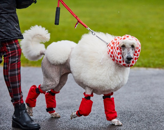 Ha azt gondoltad, kutya divat nem létezik, tévedtél