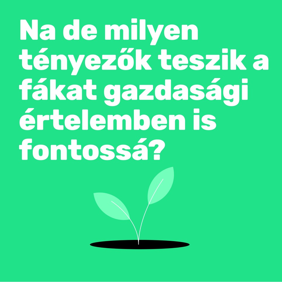 A városi fák többet érnek, mint gondolnánk