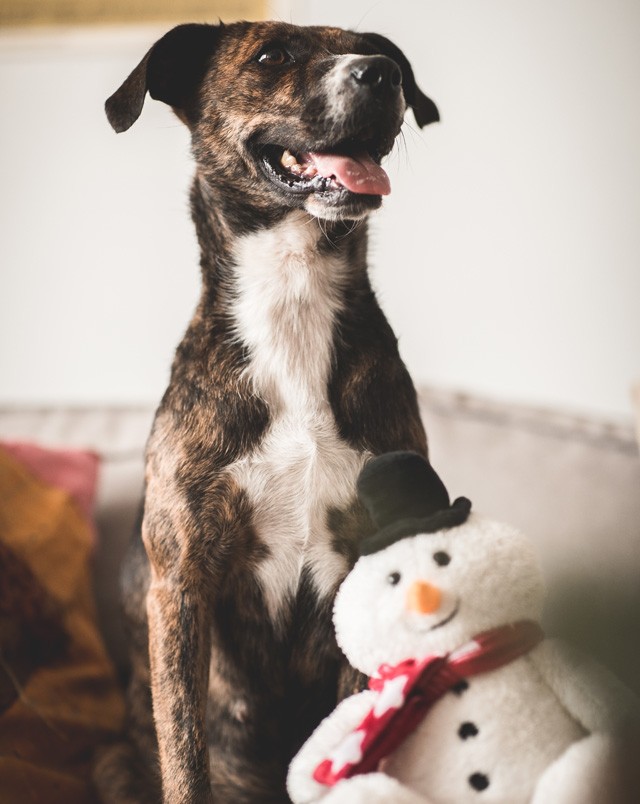 Az állatvállalás egy életre szól, nem csak karácsonyra