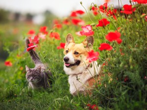Ezért kell tavasszal fokozottan odafigyelned a házikedvencedre