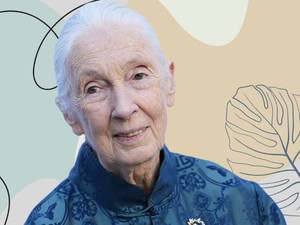Mit tanulhatunk 2025-ben Jane Goodalltól? Többet, mint hinnéd!