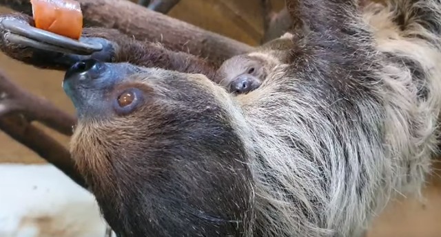 Ez az első alkalom, hogy lajhárbébi született a Szegedi Vadasparkban