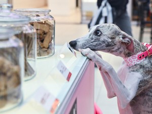 Imádod az állatokat? Ott a helyed a GLAMOUR - We love Dogz Mancspartyn!