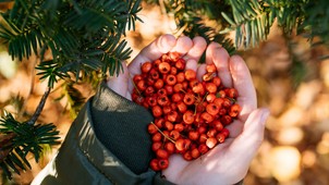 Immunerősítő hatásuk verhetetlen és fillérekért beszerezheted őket bárhonnan - gyűjts te is gyógynövényeket