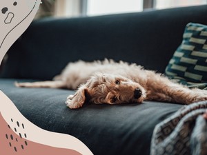 Hasít az "Ültetünk egy fát, ha posztolsz a kis kedvencedről" trend - De ki fogja elültetni ezt a sok fát?