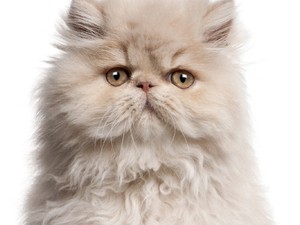 Dizájnos és környezetbarát ajándék a cicádnak