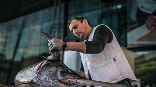 Holnap este egy csúcsragadozóval találkozhatsz a Lupán