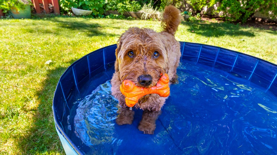 A kutya addig hozza vissza a játékot, amíg eldobod neki, ezért figyelj rá, hogy ne terheld túl