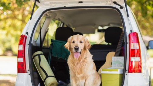 Hova utazz kutyusoddal? Íme a legszuperebb kutyabarát szállások Olaszországban