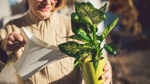 5 szobanövény, ami mérgező, és szinte senki nem tud róla