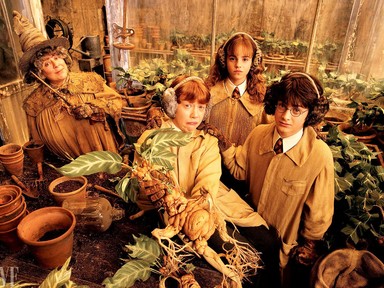 A legjobb beltéri növények, amelyek az otthonod ékei lehetnek